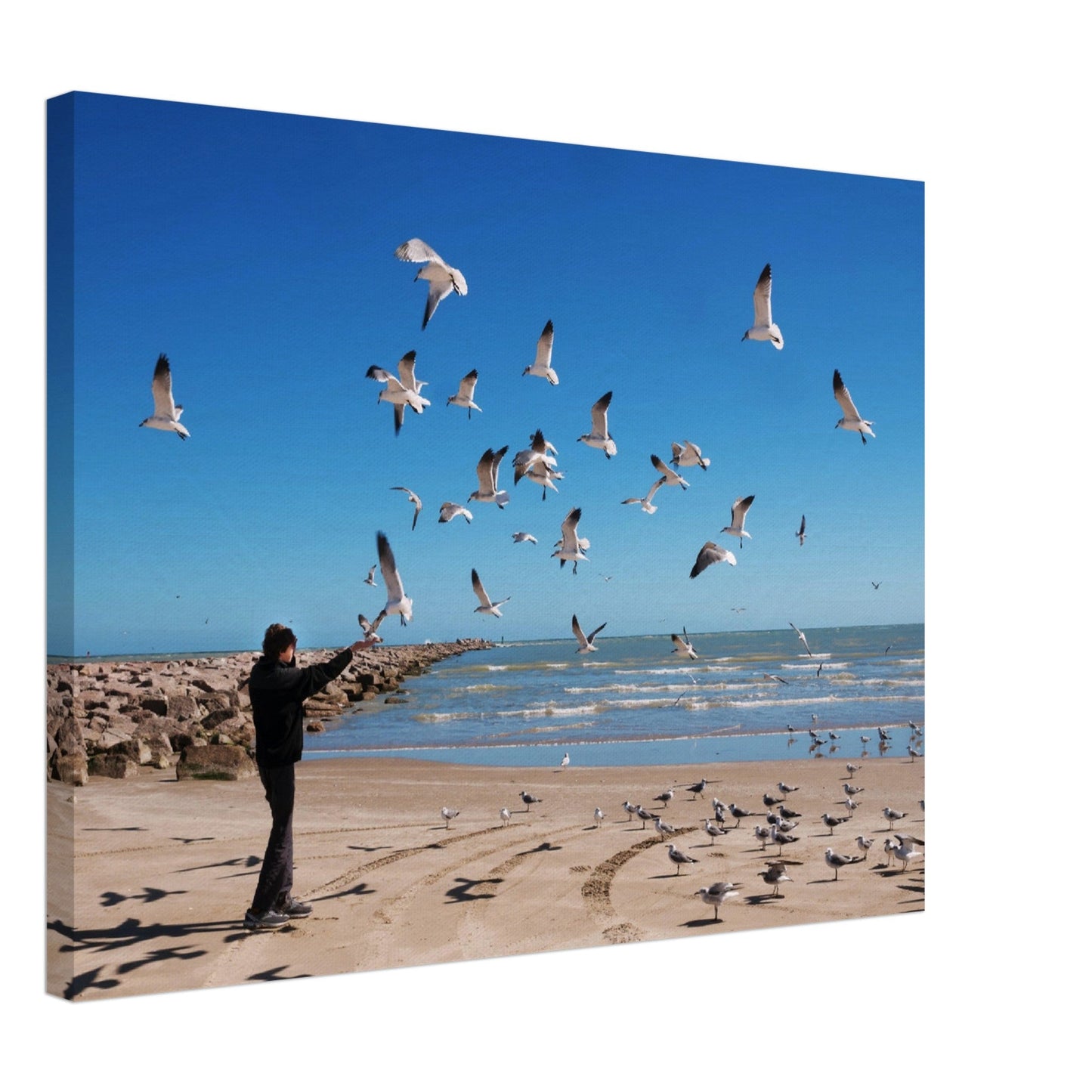 Thin Canvas - A teenager feeds flying seagulls. Texas Coast, Gulf of Mexico, USA - Green Forest Home