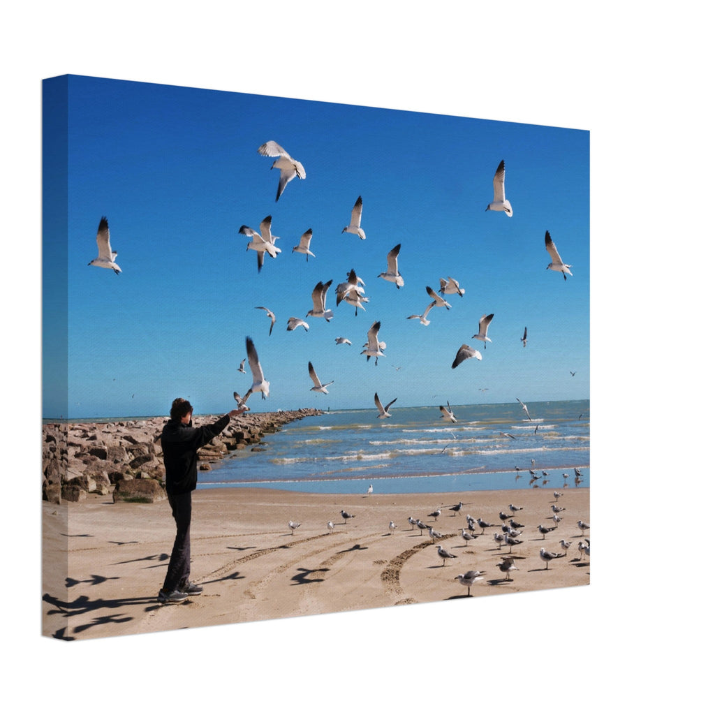 Thin Canvas - A teenager feeds flying seagulls. Texas Coast, Gulf of Mexico, USA - Green Forest Home