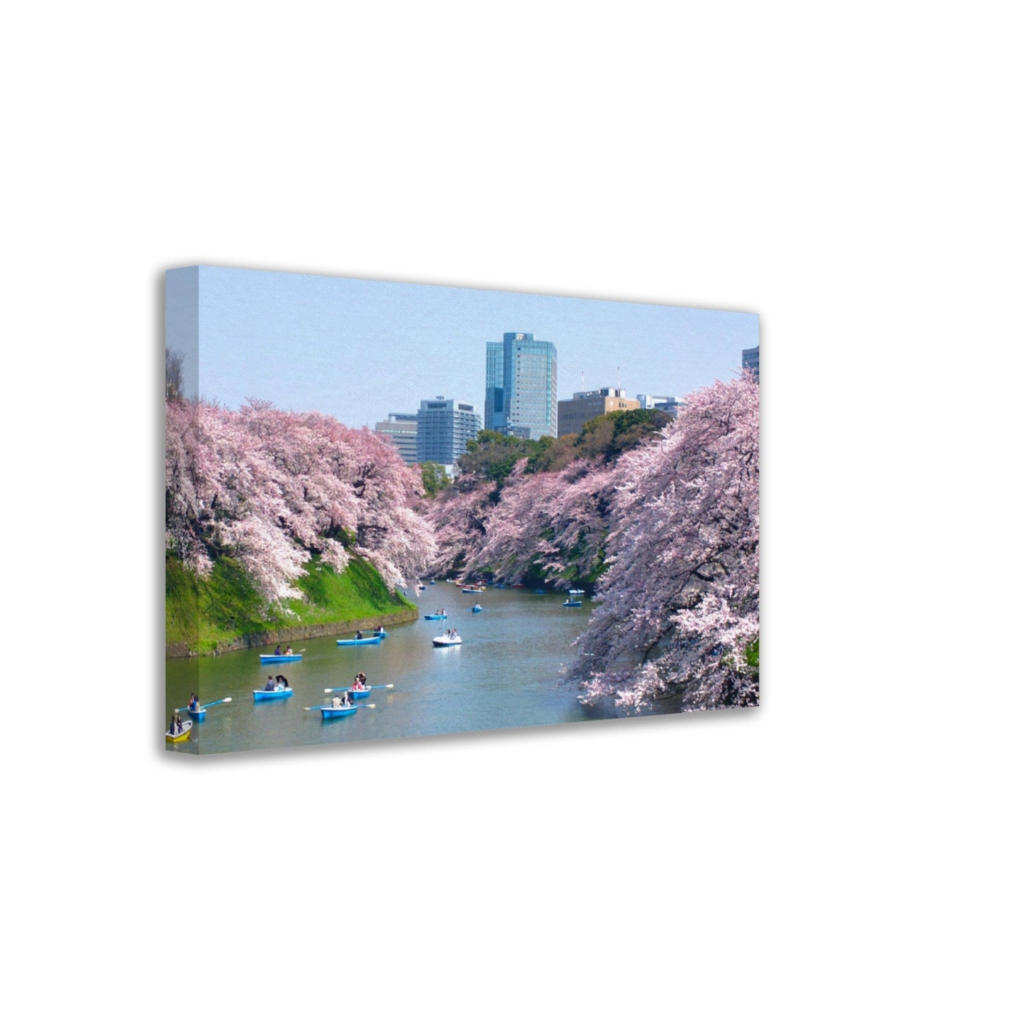 Thin Canvas - Cherry blossoms at Chidorigafuchi in TOKYO JAPAN - Green Forest Home