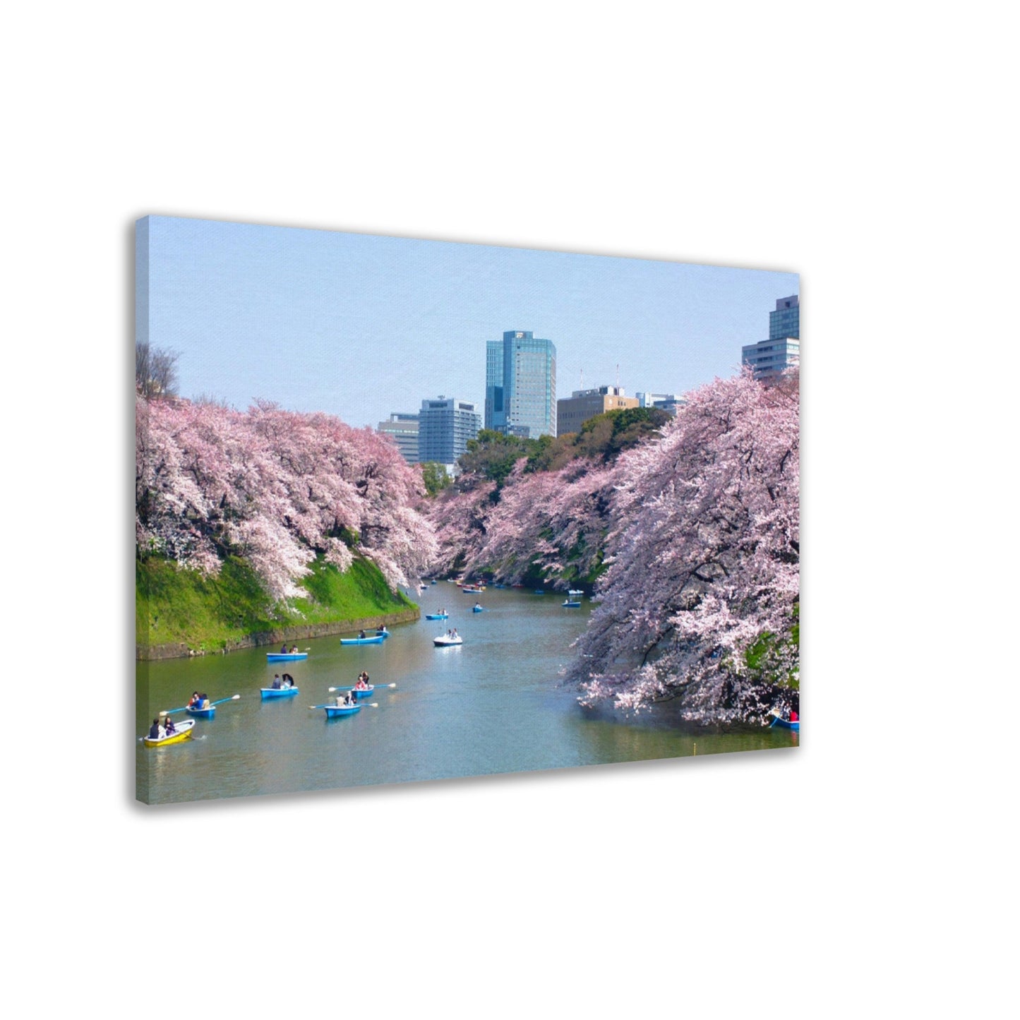 Thin Canvas - Cherry blossoms at Chidorigafuchi in TOKYO JAPAN - Green Forest Home