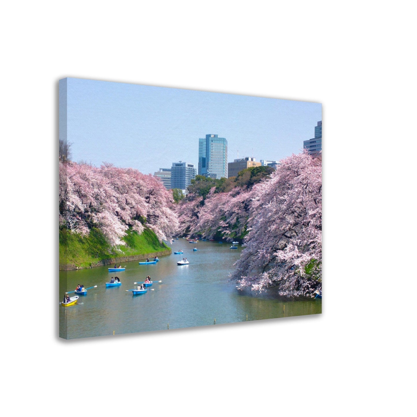 Thin Canvas - Cherry blossoms at Chidorigafuchi in TOKYO JAPAN - Green Forest Home