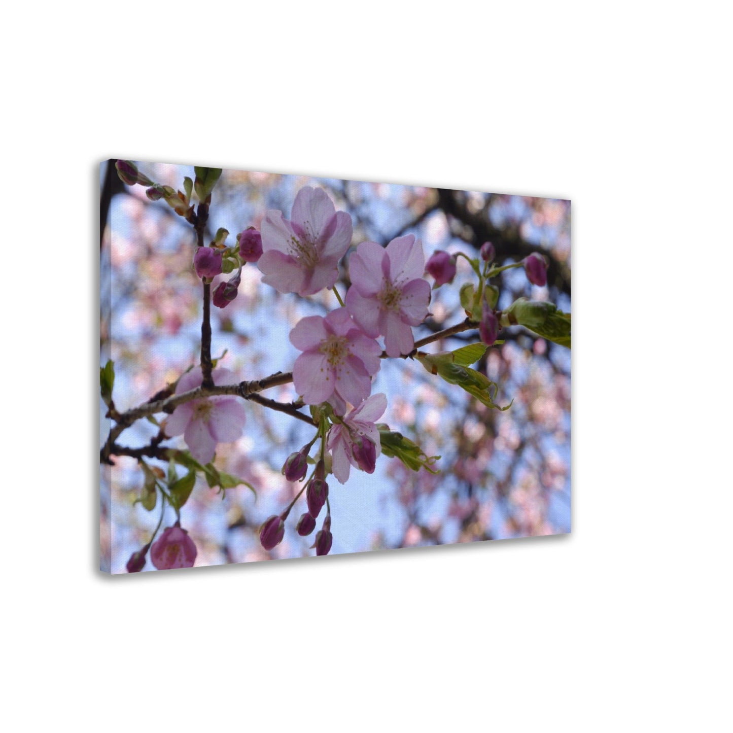 Thin Canvas Close-up Japan cherry blossom pink flower sakura branch nature - JAPAN - Green Forest Home