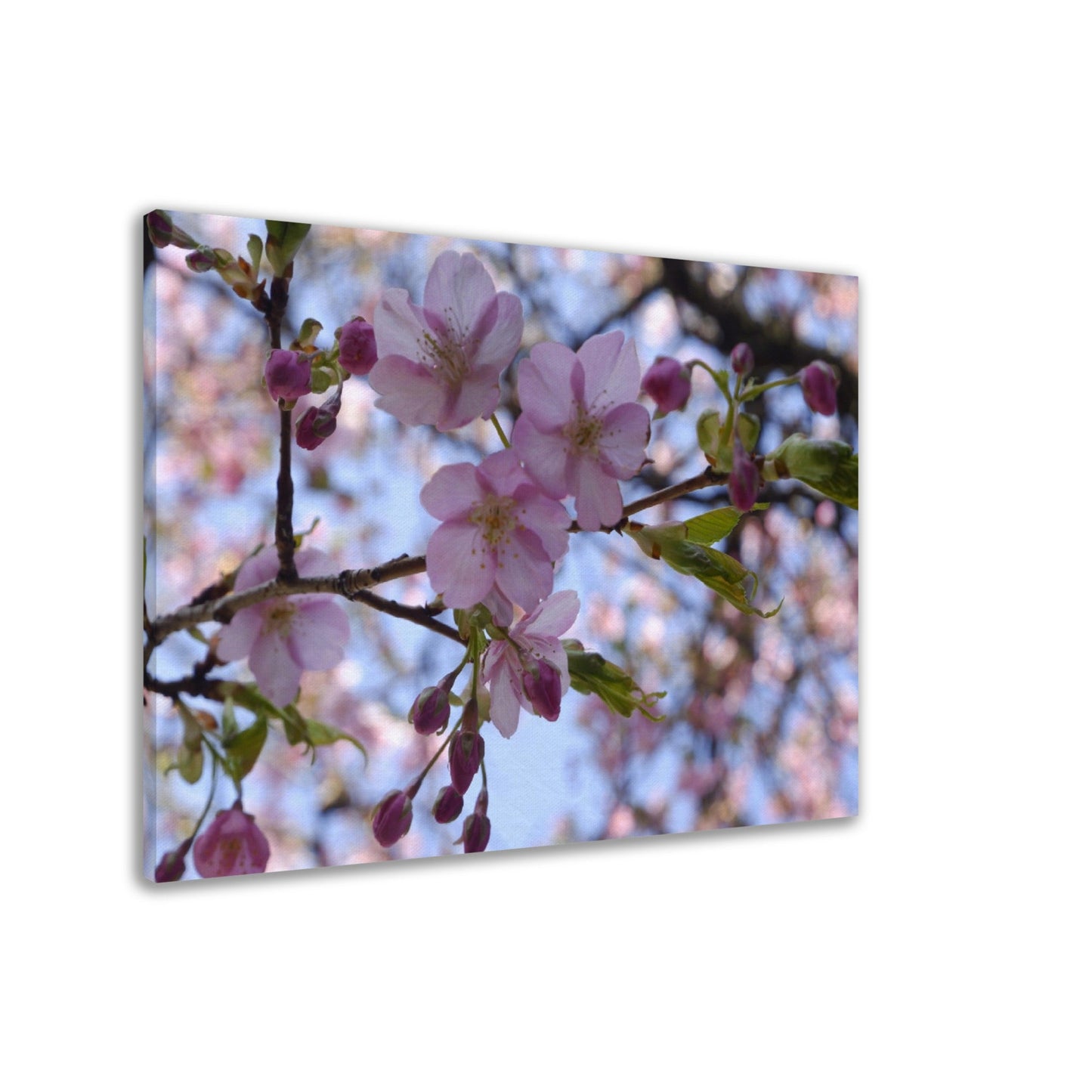 Thin Canvas Close-up Japan cherry blossom pink flower sakura branch nature - JAPAN - Green Forest Home