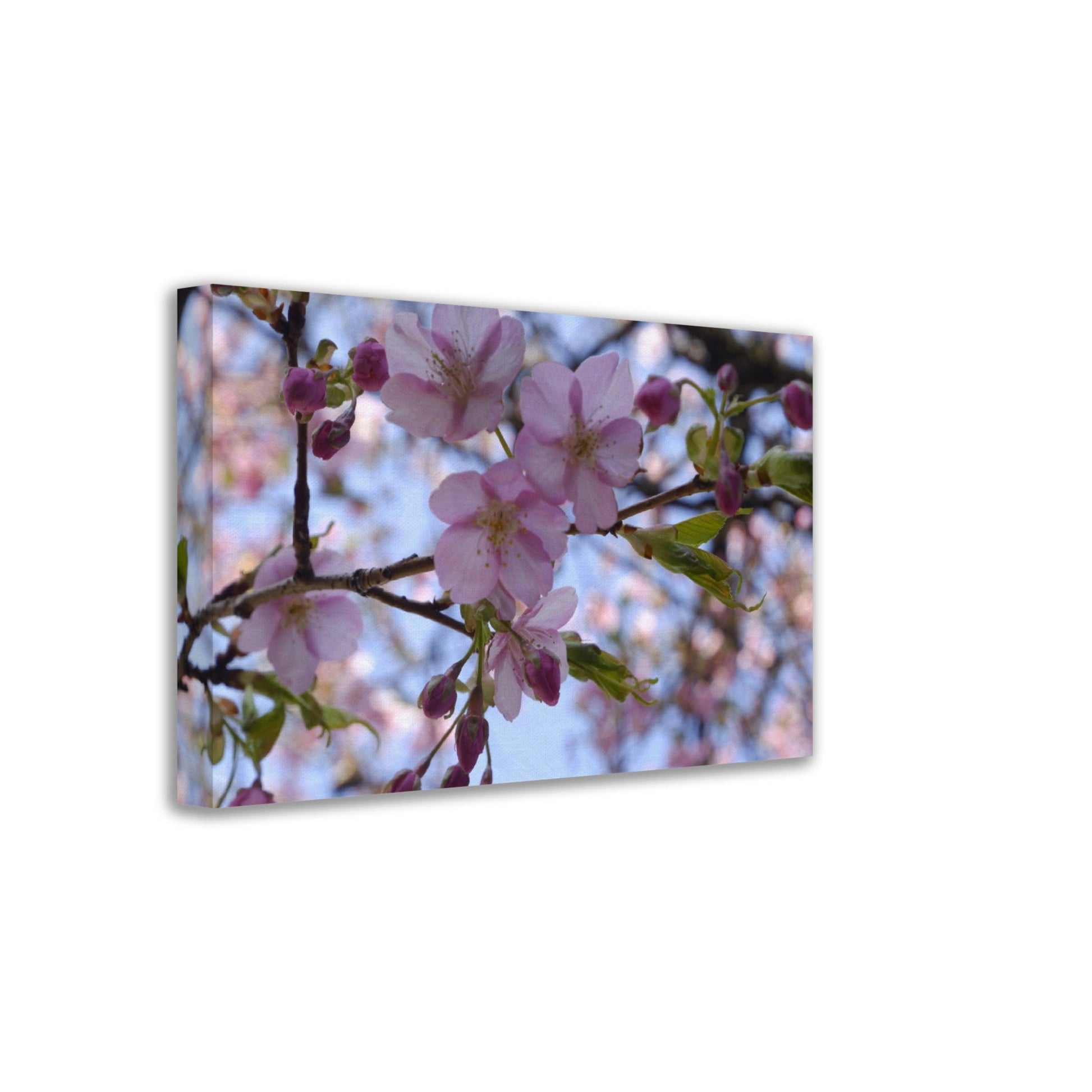 Thin Canvas Close-up Japan cherry blossom pink flower sakura branch nature - JAPAN - Green Forest Home