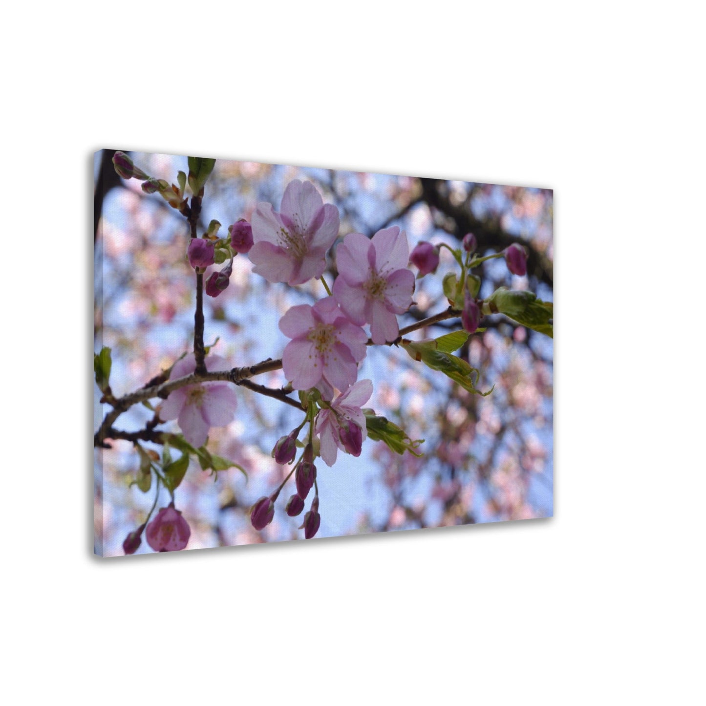 Thin Canvas Close-up Japan cherry blossom pink flower sakura branch nature - JAPAN - Green Forest Home