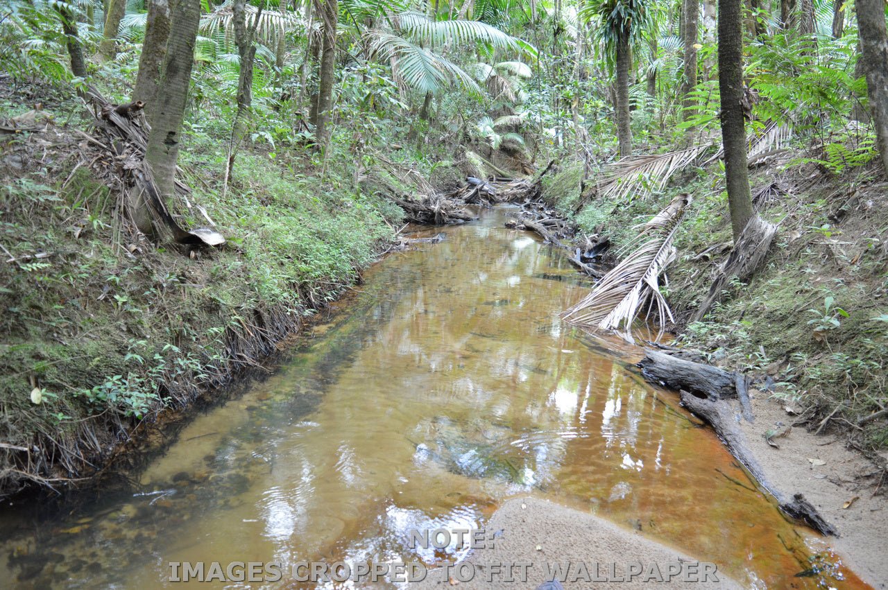 Wallpaper - Deep Forest in El Yunque Rainforest - The Holy Spirit River - PUERTO RICO - EASY Peel and Stick - Green Forest Home