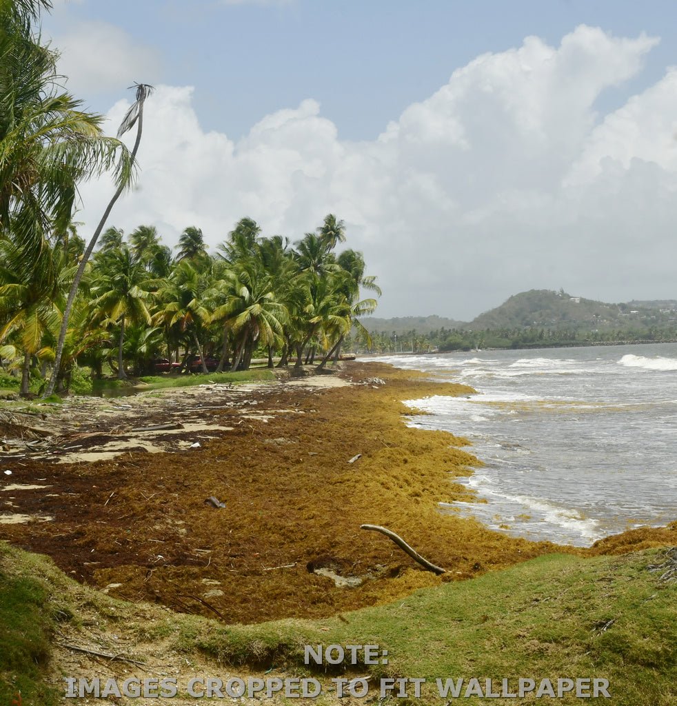 Wallpaper - Tropical Beach with Sargasso PATTERN in Palmas de Lucía Hotel - Yabucoa PR - Green Forest Home